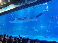 -烟台海昌鲸鲨海洋公园