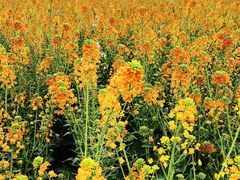 -中国天府农业博览园