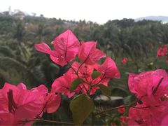 金棕榈酒店-三亚亚龙湾金棕榈度假酒店