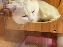 -Pets First伊珊娜洗护·精致美容·家庭式寄养(新会路店)