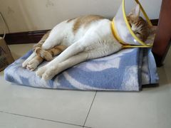 -佳怡动物医院·平价24小时·猫专科骨外科