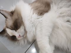 -糯米喵星人·撸猫猫舍咖啡馆(西市场嘉华店)