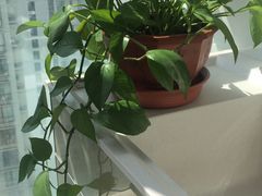 -新湖明珠城
