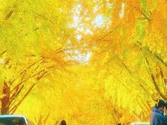 -三里屯东五街银杏大道