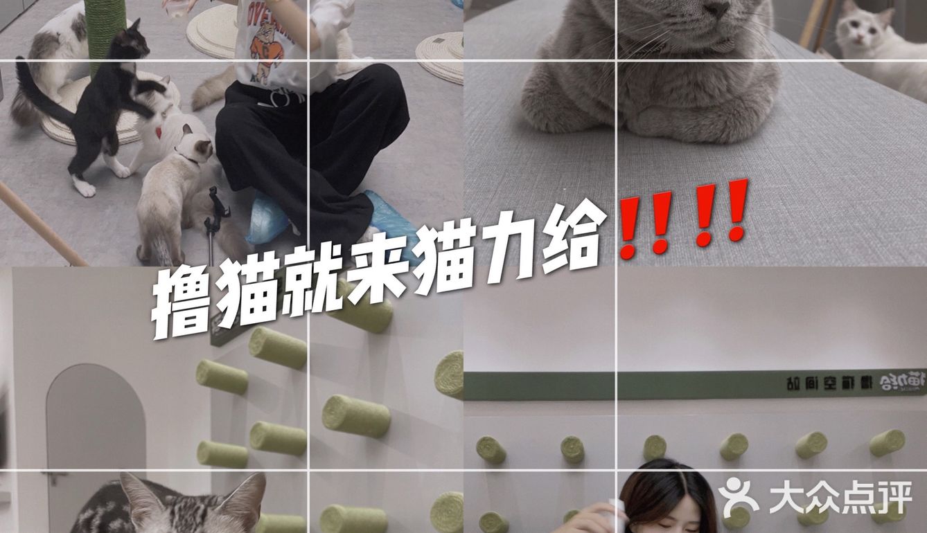 成都猫咖｜撸猫只有一次和无数次