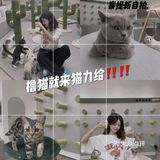 成都猫咖｜撸猫只有一次和无数次
