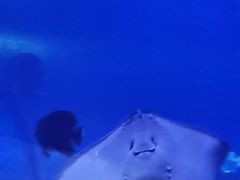 -重庆欢乐海底世界