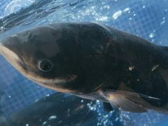 -香山湖渔家大院