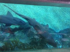 -暹罗海洋世界