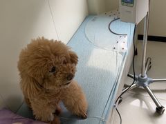 -美联众合动物医院·24h京西诊疗中心