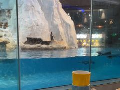 -帝企鹅自助餐厅•儿童岛•真企鹅(长隆企鹅酒店)