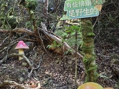-牛鱼嘴原始生态风景区