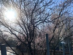 -长白岛森林公园