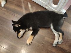 -柯斗斗主题餐厅·狗咖·围炉煮茶·茶饮(国瑞升平里店)