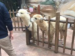 -杭州开元森泊度假乐园