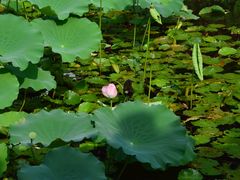 -荔湾湖公园