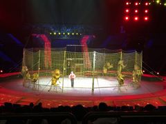 狮子表演-珠海横琴长隆《卡卡虎奇遇记》