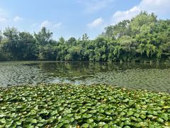 -西溪国家湿地公园