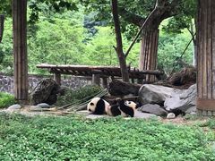 -都江堰中华大熊猫苑