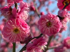 -西京湾花海