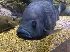 -上海海洋水族馆