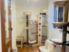 -有猫主题·治愈系猫咖(曾厝垵店)