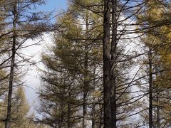 -塞罕坝国家级自然保护区