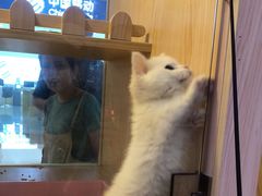 -爪爪喵星球·猫舍(前海卓越店)