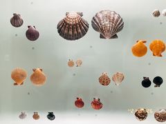 -青岛贝壳博物馆