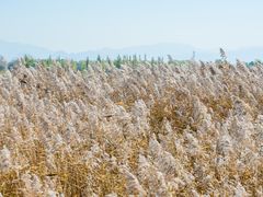 -野鸭湖国家湿地公园