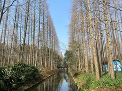 -东平国家森林公园