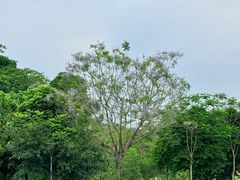 -广西壮族自治区药用植物园