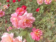 -睦南公园