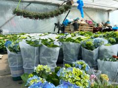 -龙大花卉苗木市场