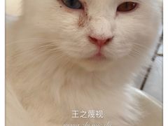 -飞行喵MR PILOT|猫舍·猫咖(静安大融城店)
