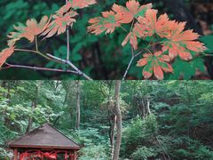 -天女山森林公园