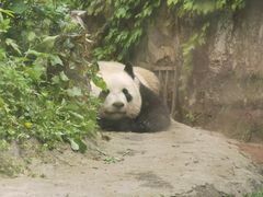 -都江堰中华大熊猫苑