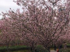 -人民公园-相亲角