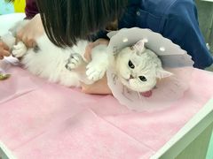 -北京观赏动物医院·24小时大型综合·猫专科·异宠专科