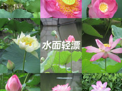 -金山公园