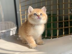 -喵zoo家庭繁育猫舍(尖东智能花园店)