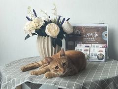 -蜜肆动物奶油蛋糕·个性定制·下午茶甜品
