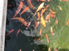 -惠州西湖丰渚园