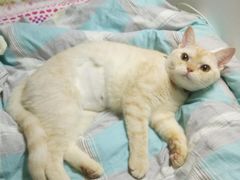 -关爱宠物医院·猫科中心·消化科(滨湖万达分院)