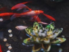 -江宁会馆(劈柴院店)