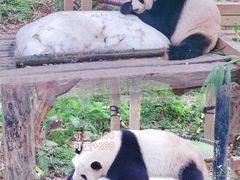 -广州长隆野生动物世界