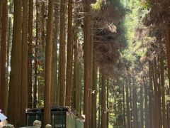 -武陵山森林公园