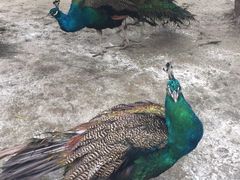 -贵州森林野生动物园