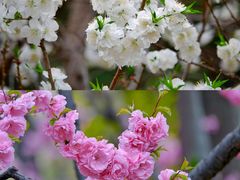 -海棠花溪(元大都城垣遗址公园)