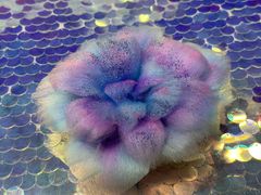 -鑫艺宠物美容培训学校